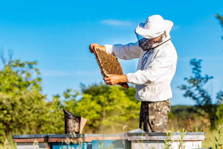 Apiculture Éthique : Comment Soutenir les Abeilles et Préserver l’Écosystème