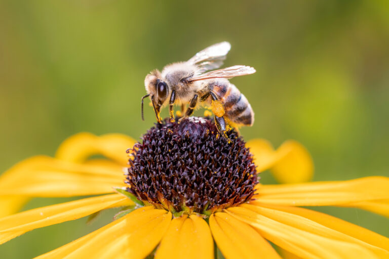 Saviez-vous que le Miel Varie en Fonction des Fleurs ? Découvrez la Magie des Miel Mono-Floraux